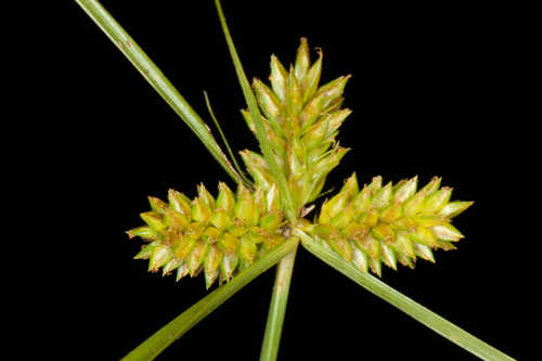 Cyperus aggregatus #13